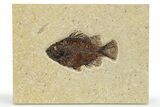 Fossil Fish (Cockerellites) - Wyoming #275182-1